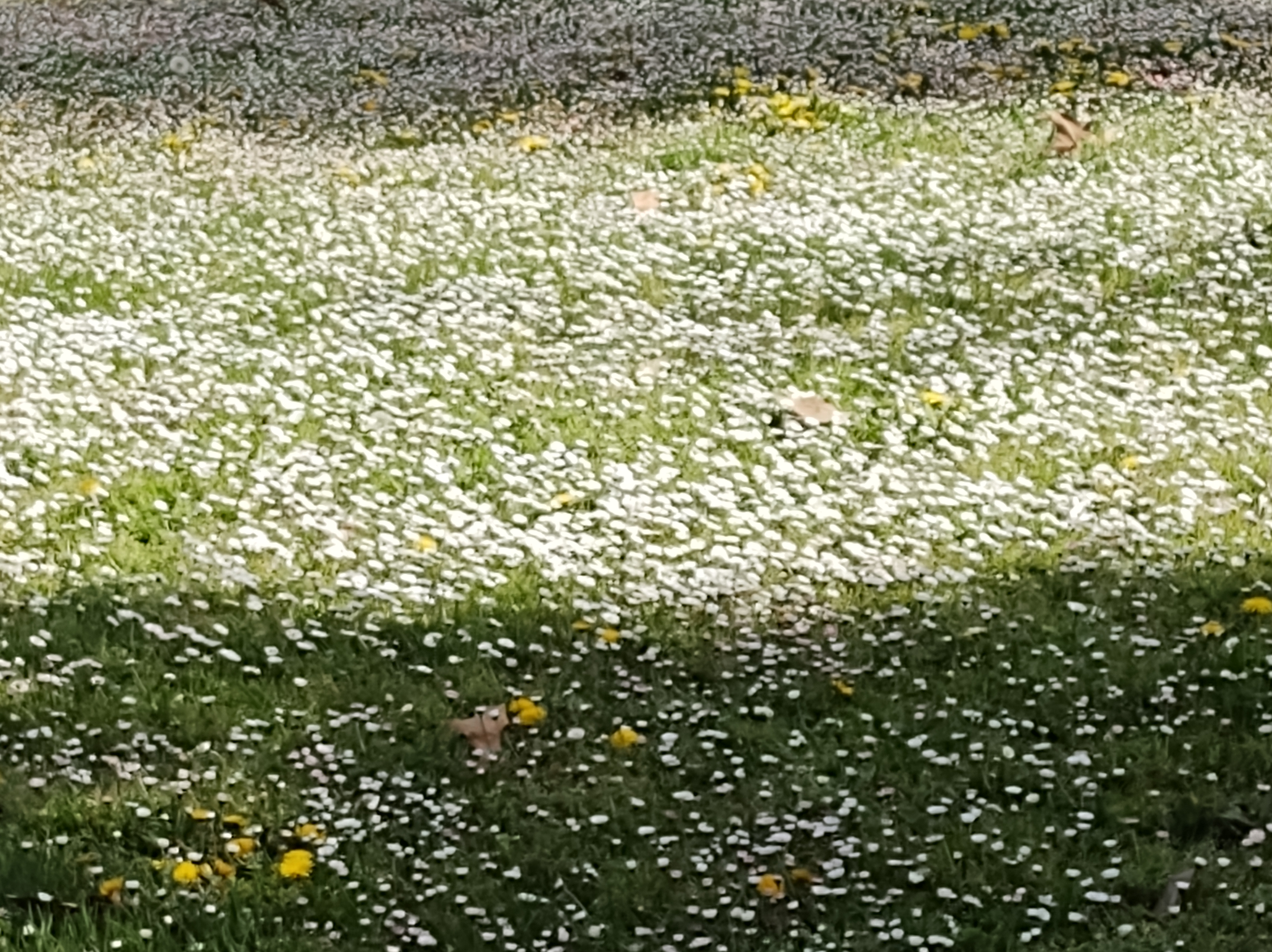 No s'ha trobat l'arxiu